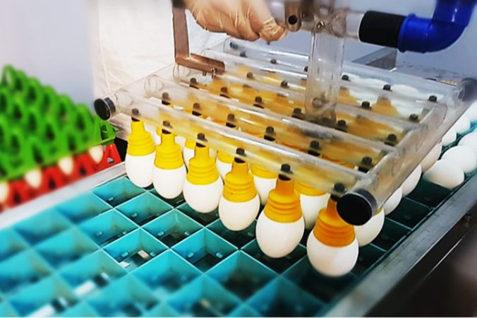 Egg Automation Systems